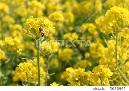 菜の花と蜂 菜の花と蜂 5076965