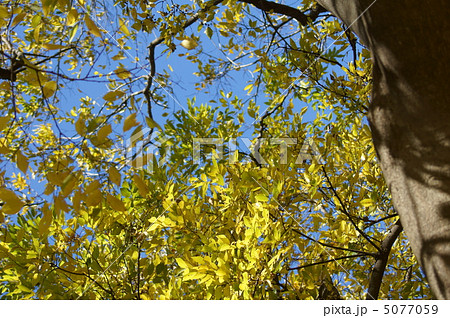 冬の椋木ムクノキ　奇麗に色付く。 5077059