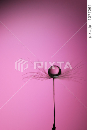 タンポポの綿毛 5077064