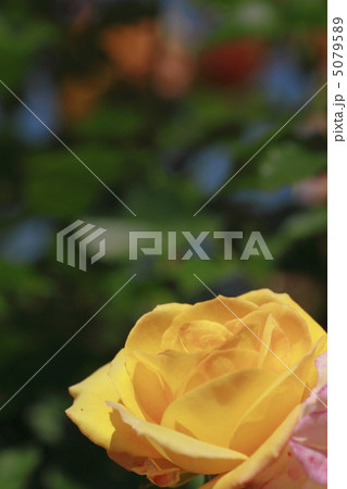 薔薇 薔薇 5079589