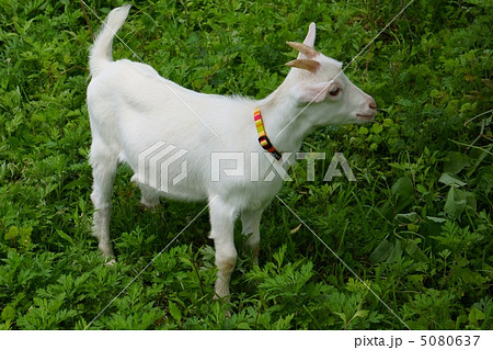 三ヶ月の子山羊 5080637