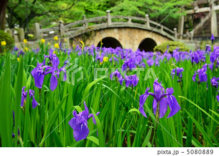 カキツバタと眼鏡橋 5080889