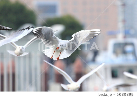 横浜のユリカモメ 横浜のユリカモメ 5080899