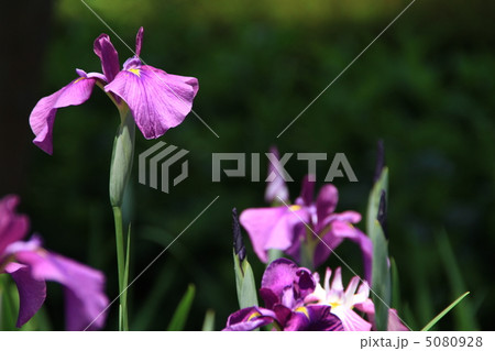 紫色の花菖蒲 5080928