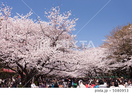 上野公園の花見 5080953