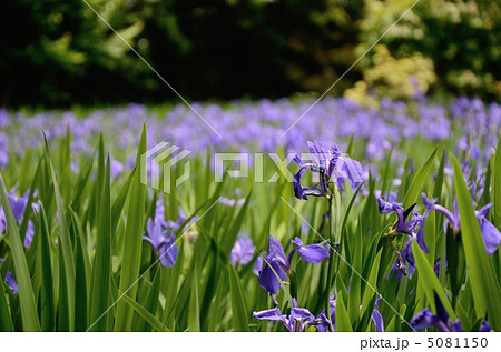 大田神社のカキツバタ 5081150