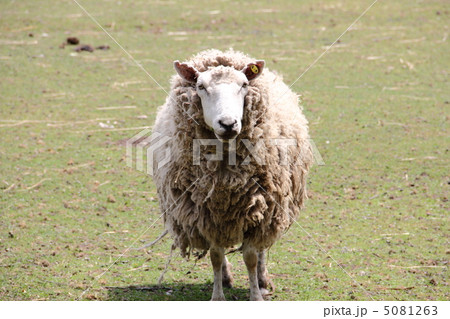 羊 5081263