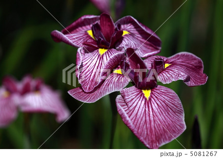 菖蒲 5081267