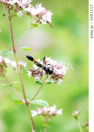 ジガバチ 5081317