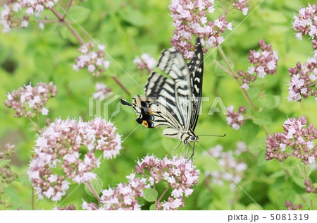 アゲハチョウ 5081319
