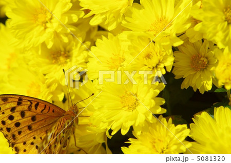 ざる菊 ざる菊 5081320