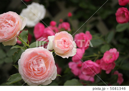 ピエール　ドゥ　ロンサール　横 5081346