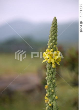 ビロードモウズイカ 5081350