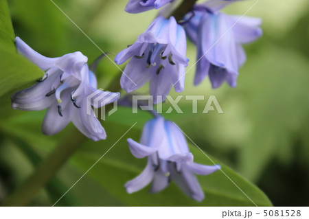 庭に咲く紫の花の写真素材