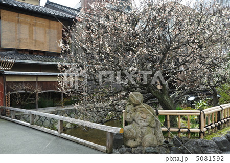京都　祇園の白梅 5081592
