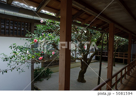 京都　法然院　椿の中庭 5081594