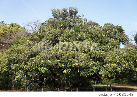 マテバシイ 5081648