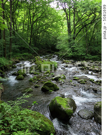 栃木県　尚仁沢湧水 5081699
