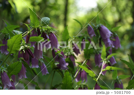 ホタルブクロ 5081700