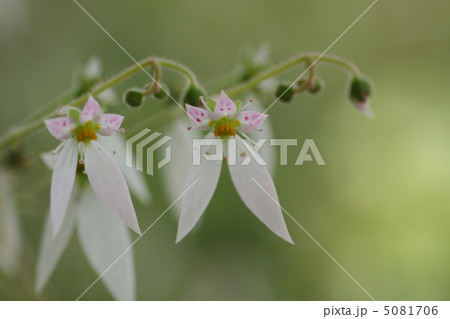 ユキノシタの花 ユキノシタの花 5081706