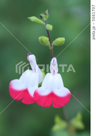 ハープの花 ハープの花 5081707
