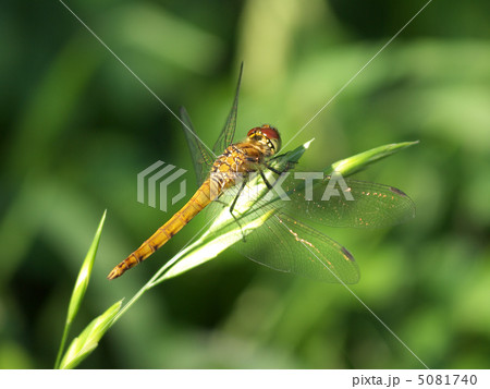 シオカラトンボ未成熟オス草 5081740