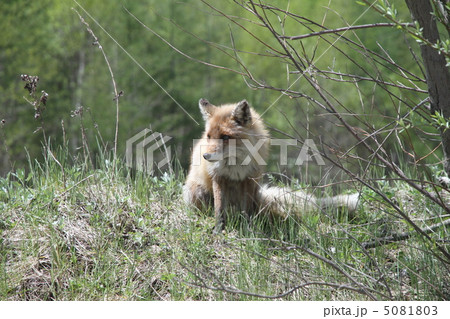 キタキツネ キタキツネ 5081803