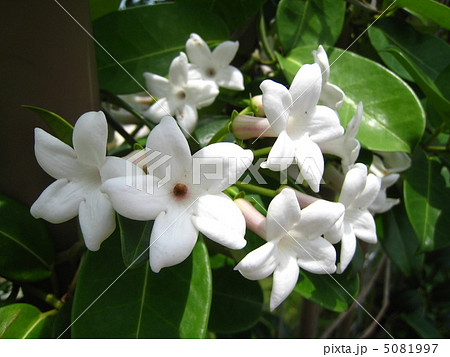 マダガスカルジャスミン 5081997