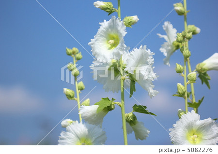 タチアオイ 5082276