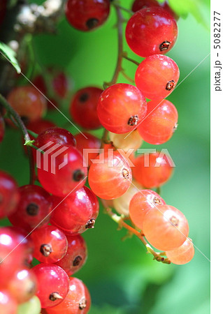 アカスグリ 5082277