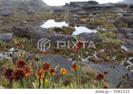 ロライマ山頂の風景 5082335