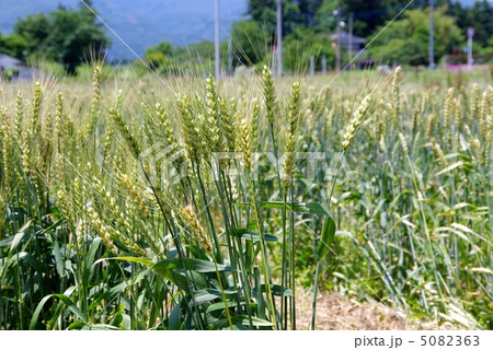 大麦畑 麦畑 大麦の栽培 大麦畑 麦畑 大麦の栽培 5082363