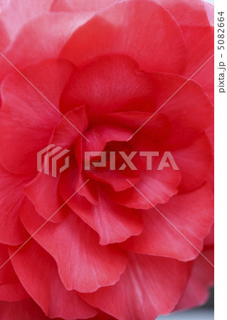 ベゴニア ベゴニア 5082664