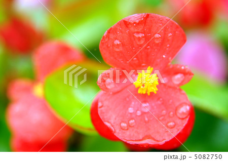 赤いベゴニヤ 5082750