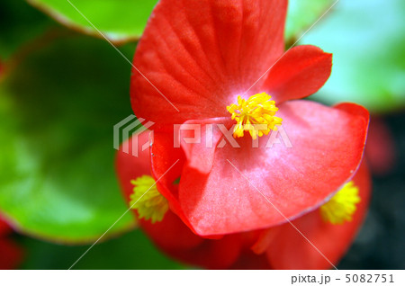 赤いベゴニヤ 5082751