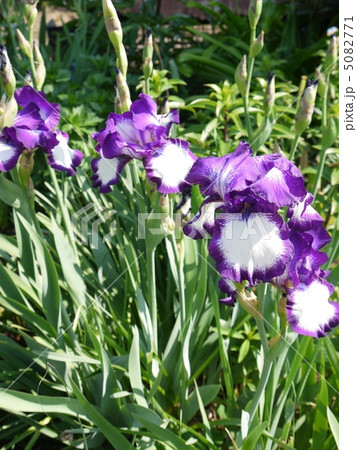 ジャーマンアイリス 5082771