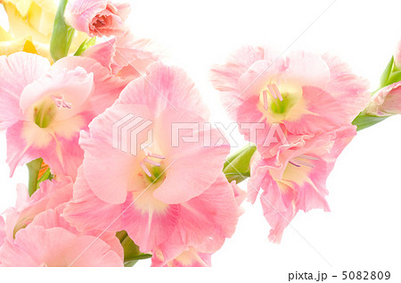 ピンクのグラジオラスの花の写真素材