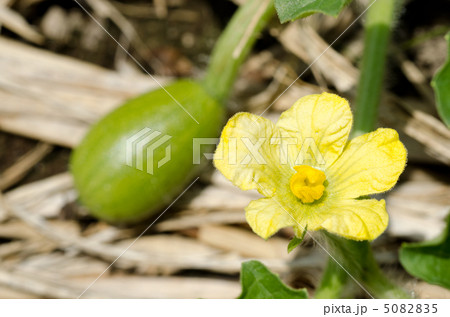 スイカの花 スイカの花 5082835
