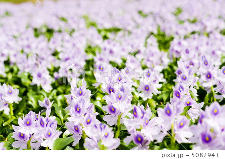 本薬師寺跡のホテイアオイ 本薬師寺跡のホテイアオイ 5082943