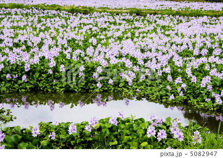 本薬師寺跡のホテイアオイ 5082947