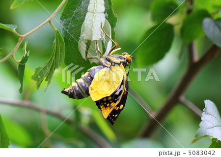 羽化直後のオオムラサキ 羽化直後のオオムラサキ 5083042