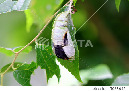 オオムラサキの羽化 オオムラサキの羽化 5083045