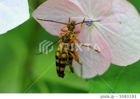 紫陽花にとまるペアのヨツスジハナカミキリ 5083193