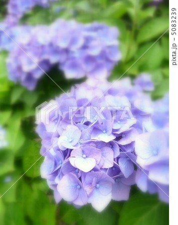 西洋紫陽花 ( 品種名 マリンブルー ) 西洋紫陽花 ( 品種名 マリンブルー ) 5083239