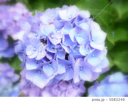 西洋紫陽花　( 品種名　マリンブルー　) 5083240