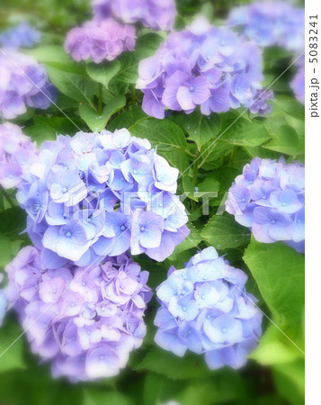 西洋紫陽花 品種名 マリンブルー の写真素材