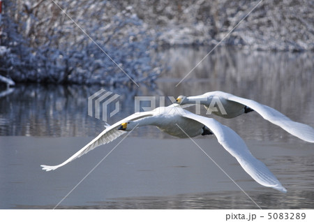 白鳥の飛翔 5083289