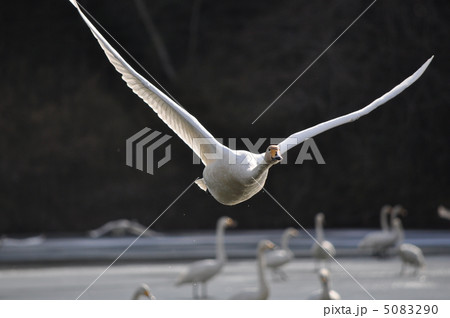 白鳥の飛翔 5083290
