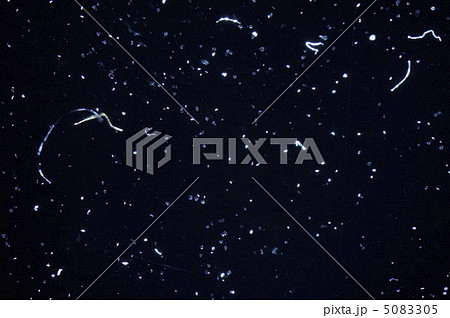 ほこり　埃 5083305