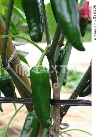 こどもピーマン001 こどもピーマン001 5083306